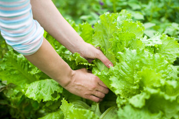 Hands of female person picking organic fresh agricultural lettuce. Healthy clean eating concept. Vegan, vegetarian food. Pesticide free vegetables. Copy space