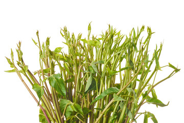Fototapeta premium Morning glory has many nutrients that are beneficial to the body.