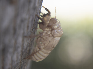 Empty cyccal of chrysalis after summer metamorphosis