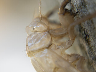 Empty cyccal of chrysalis after summer metamorphosis