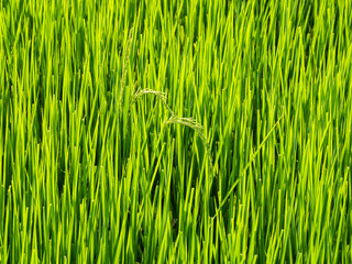 Rice fields in the morning Refreshing