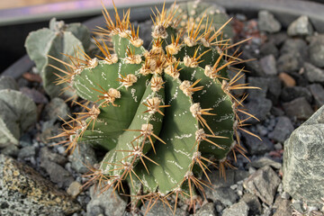 Astrophytum cactus growing among stones. Beautiful little sprout of a Mexican cactus with yellow needles. Natural plant from the genus of cacti