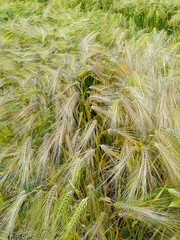 champ de blé au printemps