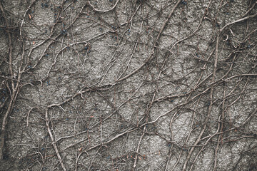 Gray textured wall covered by old dry ivy plant vines. Creepy Halloween dark background texture....