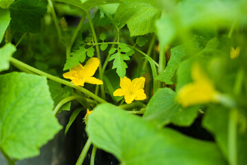 Yellow cucumber flowers. Unripe cucumber with yellow flower growing in the garden. The little...