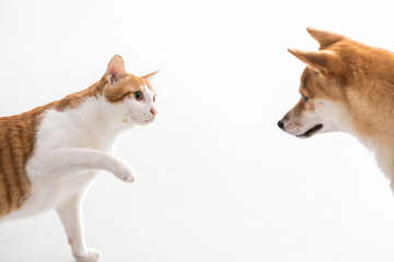 orange cat first met a dog and want to say hi on white background.