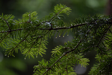 雨に濡れるもみの木