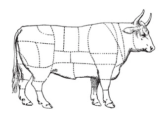 Butcher livestock cow meat - vintage vector illustration from Petit Larousse Illustré 1914	