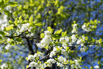 Blossom Cherry, Spring Blossom Orchard. Beautiful natural background backdrop. Tender cherry tree flowers with green leaves.