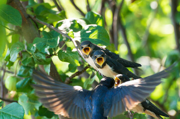 close up photo of young birds swallows sitting on a tree branch waiting for food and their mother swallow feeding them against the background of green leaves of a tree