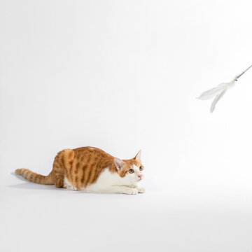 Orange Cat Stare At Feathered Wand  On White Background.