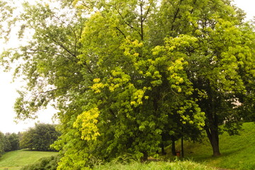 Fototapeta na wymiar Landscape with a green tree