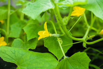 Unripe cucumber with yellow flower growing in the garden. The little cucumber on a branch. Yellow cucumber flower. Organic farming. Concept of healthy food. Not genetically engineered. Close-up view