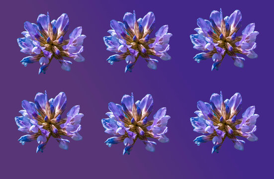 Pattern Of Purple Flower Head, Cut Out, Gradient Background