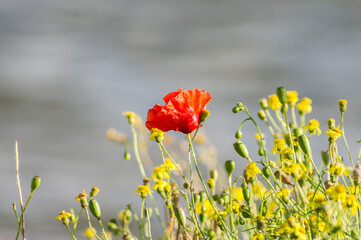 red poppy flowers