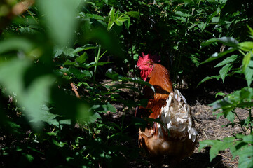 close up of a red rooster bird looking into the frame against a background of green raspberry leaves