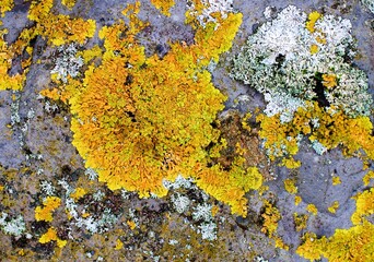 Background of Yellow Oak Moss