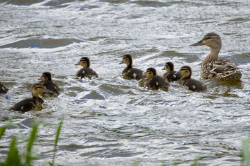 The duck walks its offspring carefully looking around, so that the ducklings are not in danger.