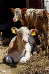Two Calf's on Small Serbian Farm