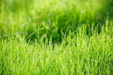 新緑が綺麗な瑞々しい草