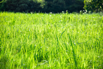 新緑が綺麗な瑞々しい草