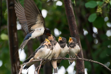 close up photo of five young birds swallows sitting on a tree branch waiting for food and a mother swallow feeding it against the background of a green tree branch