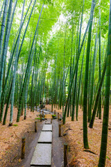 鎌倉の竹林