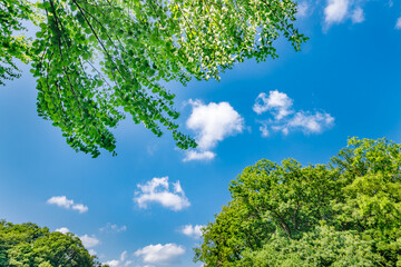 Fototapeta premium 新緑の木と青空