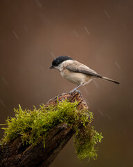 Image of Marsh Tit bird Poecile Palustris in garden on branch in Spring sunshine