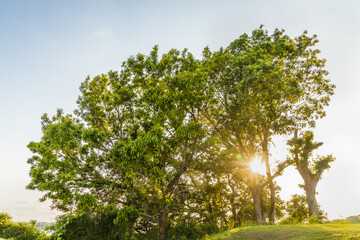 新緑の木と夕暮れの空