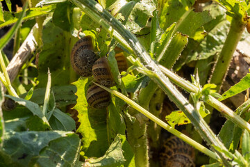 Natural Snail farm. Many snails on green plant.