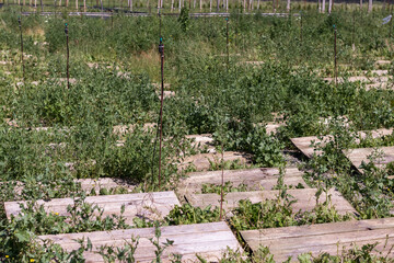 Natural Snail farm. Wooden boards under which are snails overgrown with weeds.