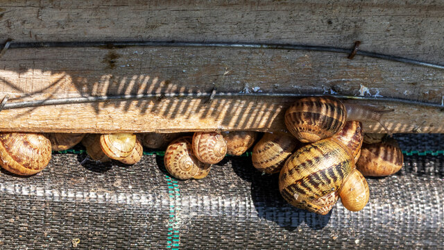 Natural Snail farm. Snails close up.