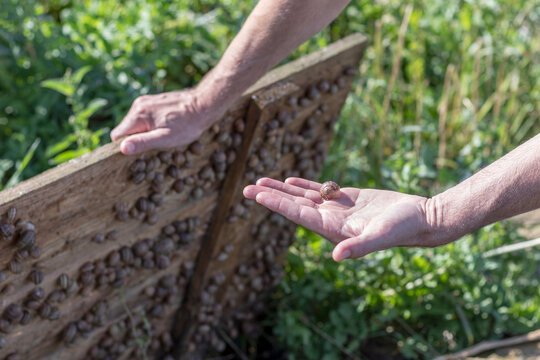 A snail farm worker picks up a wooden panel and shows the snails living under it.