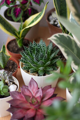 Home garden with green cactus, red succulent, rubber plant, jade plant and sansiveria