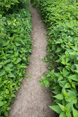 Forest Footpath With Lush Nettle Plants