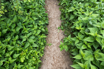 Path With Lush Nettle Plants