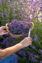 Woman picking lavender flowers at sunset.