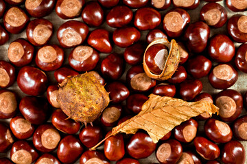 Autumn background. Dry leaf of chestnut tree with nuts. Top view.