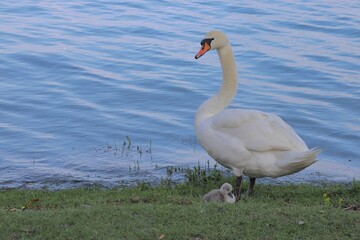 Mute swan with cygnet at the lakeshore