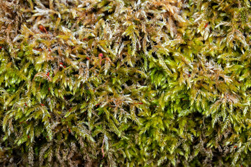 Moss Plants Macro Background