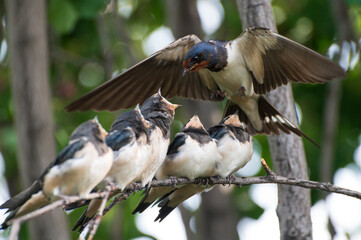 close up photo of five young birds swallows sitting on a tree branch waiting for food and a mother swallow feeding it against the background of a green tree branch