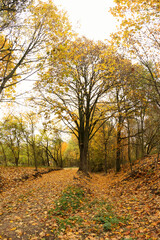 Colorful autumn forest, Poland.