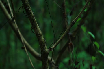 Rain Forest and greenery of tree's