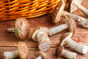 Mushrooms. Freshly picked edible Birch Mushroom and basket on wooden background. Forest harvest. Selective focus