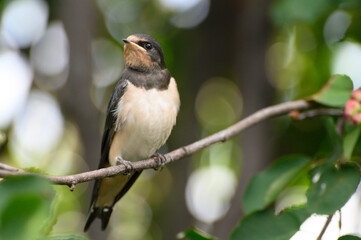 swallow, close up photo of young birds swallows sitting on a tree branch waiting for food against the background of a green tree branch