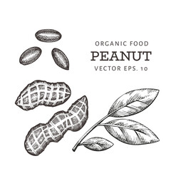 Hand drawn peanut branch and kernels. Organic food vector illustration on white background. Retro nut illustration.