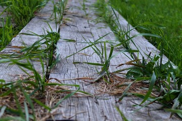 wooden boards and grass