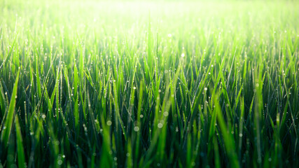 green paddy field in morning light