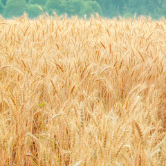 Golden field of wheat with spikes. Agricultural harvest.